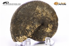 Ammonite Phylloceras sp.