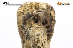 Ammonite Phylloceras sp.