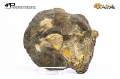 Goniatite sp.