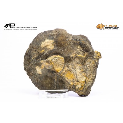 Goniatite sp.