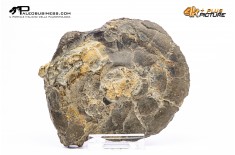 Goniatite sp.