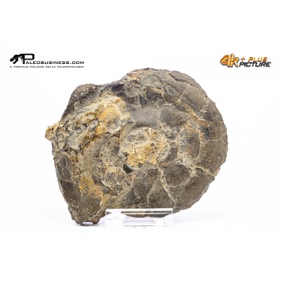 Goniatite sp.