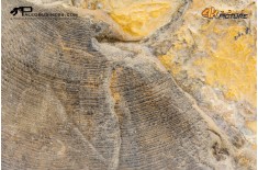 Goniatite sp.