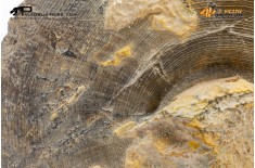 Goniatite sp.