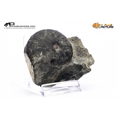 Ammonoide Beirichites abichii