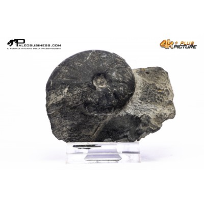 Ammonoide Beirichites abichii