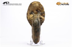 Ammonite Phylloceras sp.