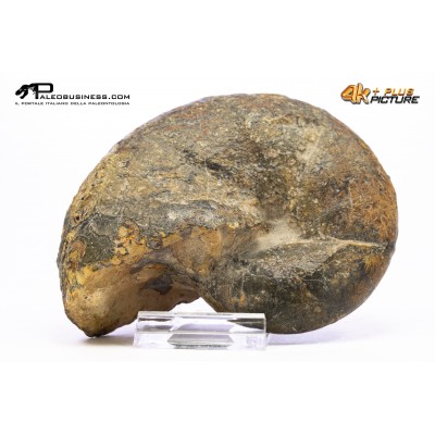 Ammonite Phylloceras sp.