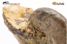 Ammonite Phylloceras sp.
