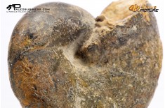 Ammonite Phylloceras sp.