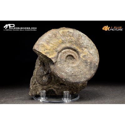 Leioceras sp.