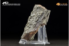 Legno fossile carbonizzato (Pleistocene)