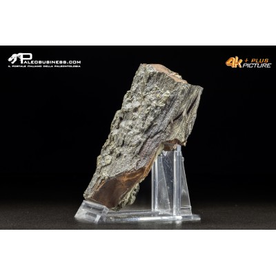 Legno fossile carbonizzato (Pleistocene)