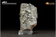 Legno fossile carbonizzato (Pleistocene)