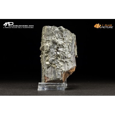 Legno fossile carbonizzato (Pleistocene)