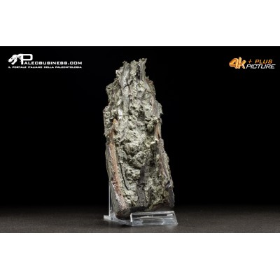 Legno fossile carbonizzato (Pleistocene)