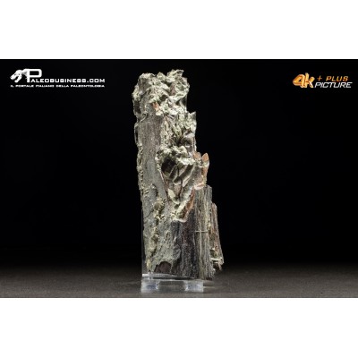 Legno fossile carbonizzato (Pleistocene)