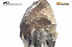 Ammonoide Manticoceras sp.