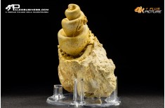 Turritella sp.