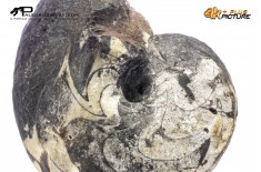 Ammonoide Manticoceras sp.