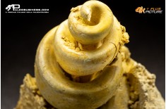 Turritella sp.
