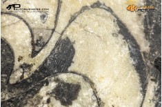 Ammonoide Manticoceras sp.