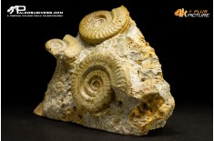 Ammonite Hildoceras bifrons