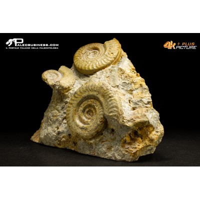 Ammonite Hildoceras bifrons