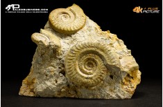 Ammonite Hildoceras bifrons