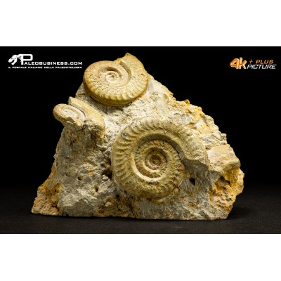 Ammonite Hildoceras bifrons