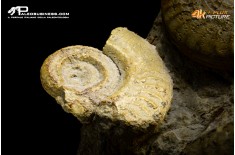 Ammonite Hildoceras bifrons