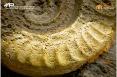 Ammonite Hildoceras bifrons