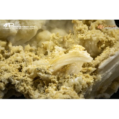 Cristallo di Gesso ( Sericolite )