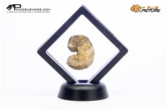 Ammonite Scaphites sp.
