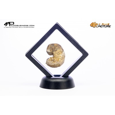 Ammonite Scaphites sp.