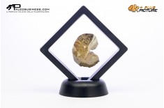 Ammonite Scaphites sp.