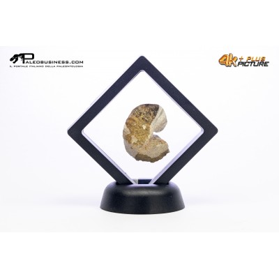 Ammonite Scaphites sp.