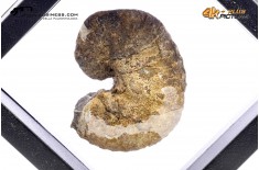 Ammonite Scaphites sp.