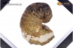 Ammonite Scaphites sp.