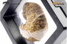 Ammonite Scaphites sp.