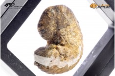 Ammonite Scaphites sp.