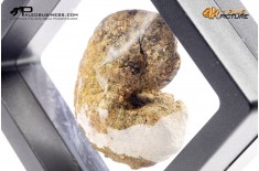 Ammonite Scaphites sp.