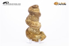 Ammonite Bostrychoceras sp.