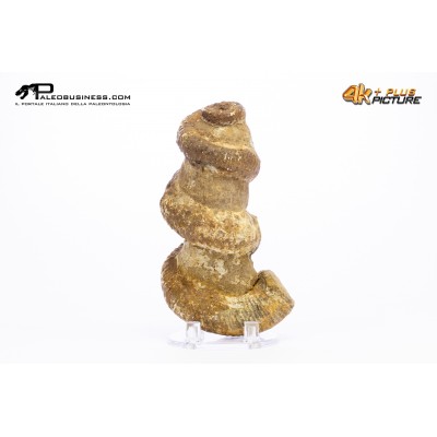 Ammonite Bostrychoceras sp.