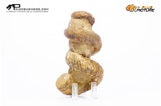 Ammonite Bostrychoceras sp.