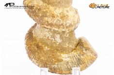 Ammonite Bostrychoceras sp.