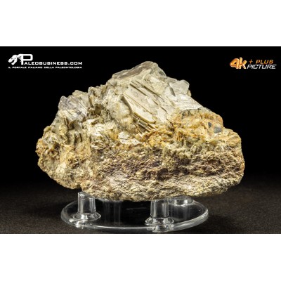 Muscovite