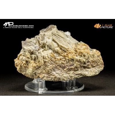 Muscovite