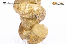 Ammonite Bostrychoceras sp.