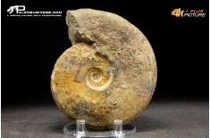 Ammonite Leioceras sp.